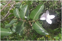Cryptostegia grandiflora